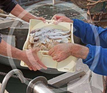 Strong sales of lionfish are phenomenal