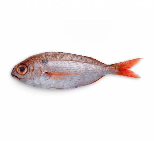 Denté à gros yeux