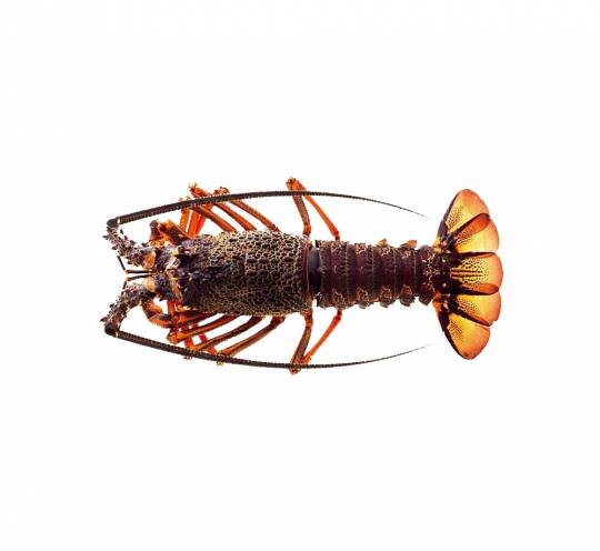 Langouste Verd
