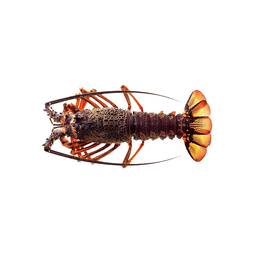 Langouste Verd