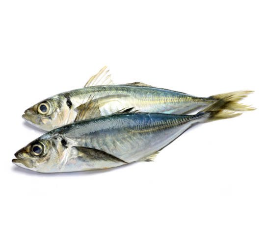 Chinchard (Noir)
