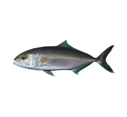 Sériole Couronnée