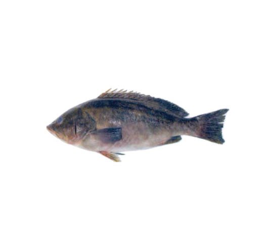 Mérou Badéche