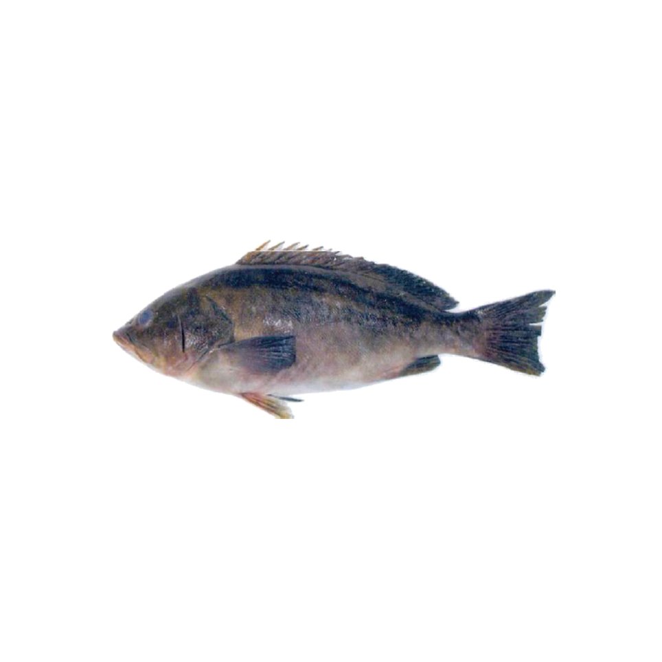 Mérou Badéche