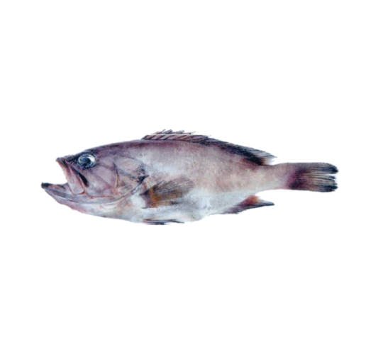 Mérou Gris