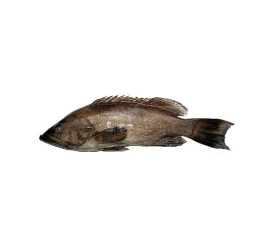 Mérou (Badéche Rouge)