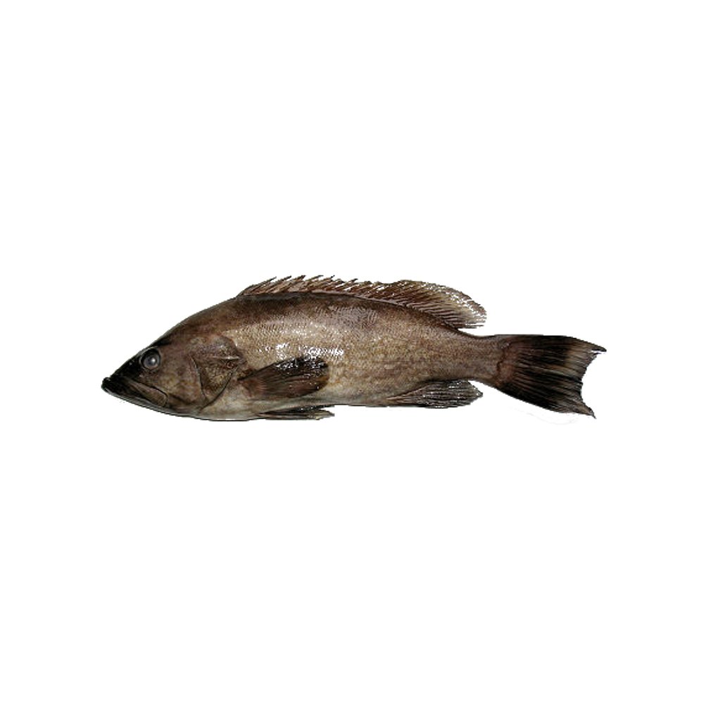 Mérou (Badéche Rouge)